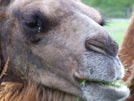 Bactrian Camel iv